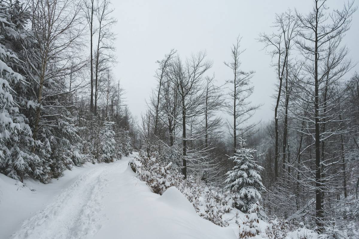 Infographic comparing generic vs. authentic snowshoe thrill routes: elevation gain, guide certification, group size, off-trail access, and unique features like ice caves or wildlife tracking.